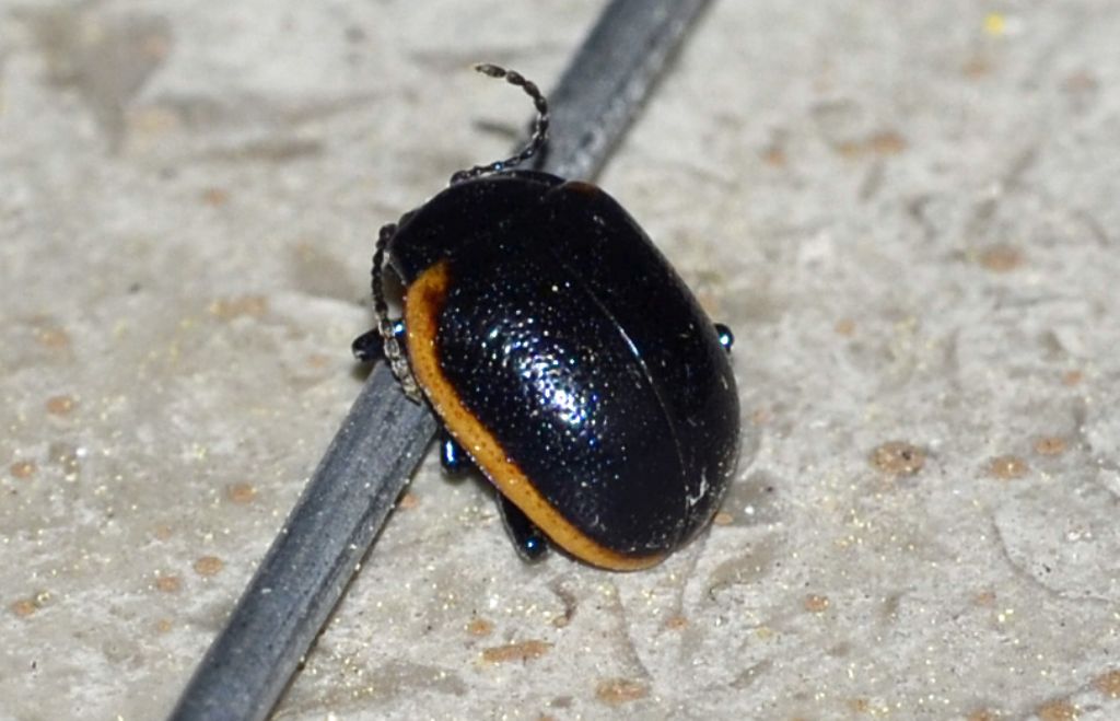 Tanto per restare in tema:  Chrysolina rossia, Chrysomelidae